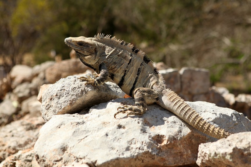 Meksyk :: Campeche, Uxmal i rezerwat&nbsp;Celestun